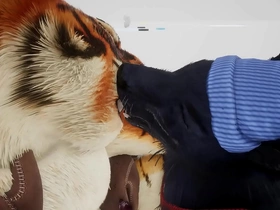 Wolf gives tiger an early christmas actual - wildlife gay arab chinese porn